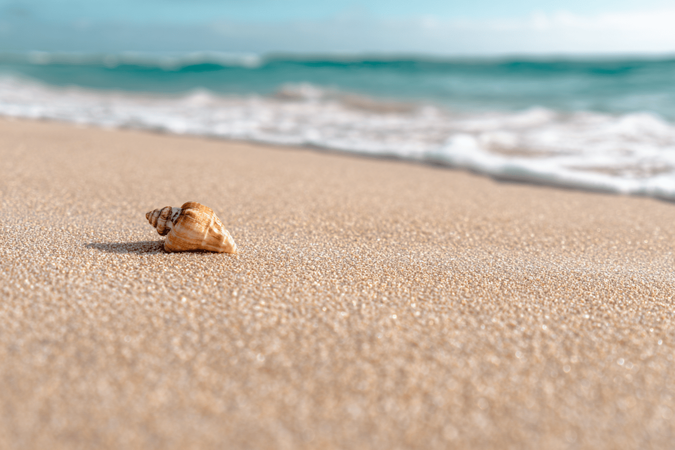 Muschel auf hellem Sandstrand mit sanften Wellen im Hintergrund